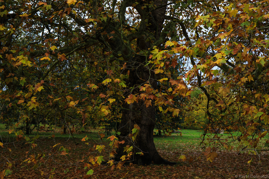 Fall at Hyde