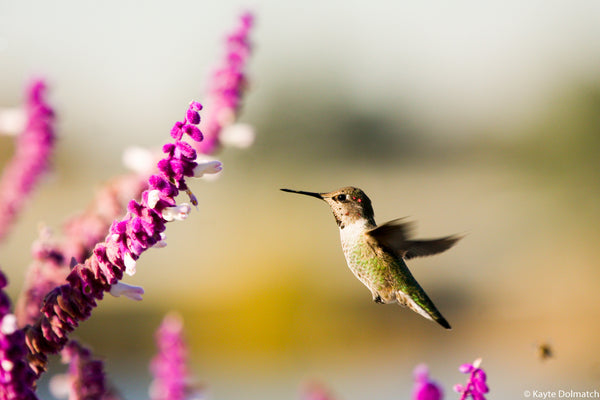 Flight