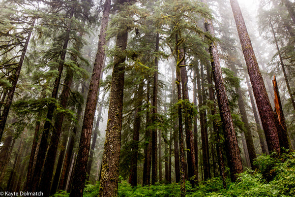 Trees in the Fog